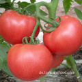 Dehydrierte sonnengetrocknete Tomate